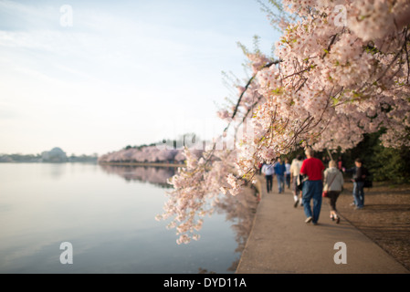 Centinaia di migliaia di turisti convergono su Washington DC del bacino di marea ogni primavera per la fioritura annuale del Yoshino fiori di ciliegio. Il più antico degli alberi sono stati piantati come un dono dal Giappone nel 1912. Foto Stock