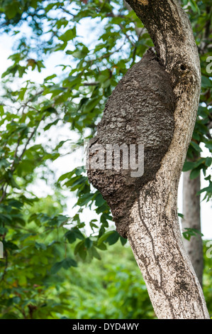 Termite nido su un albero in una foresta pluviale tropicale Foto Stock