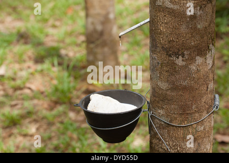 Toccando lattice da un albero di gomma Foto Stock