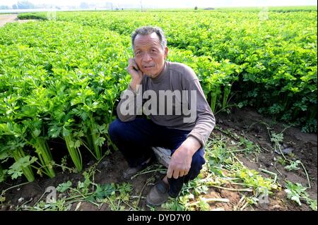 Zhongmou, la Cina della Provincia di Henan. Xiv Apr, 2014. Agricoltore Du Jinxing siede nel campo come egli si preoccupa per la vendita di celeries Xingzhuang nel villaggio di Zhongmou County, centrale cinese della Provincia di Henan, 14 aprile 2014. Il raccolto di celeries nel paese non è riuscita a portare un bel reddito per gli agricoltori locali che mancano di esperienza di vendita e devono vendere celeries ad un prezzo estremamente basso. © Zhu Xiang/Xinhua/Alamy Live News Foto Stock