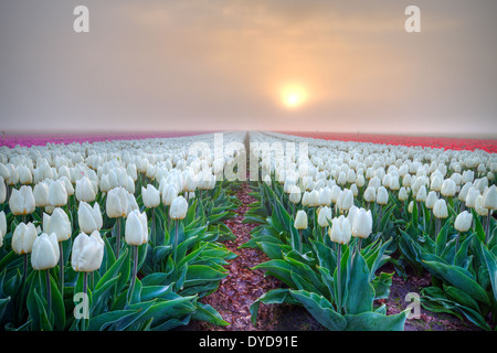 Sunrise su un campo con rosso, bianco e rosa tulipani in una nebbiosa mattina Foto Stock