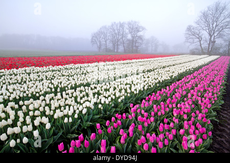 Rosso, bianco e rosa tulipani in fila su di un campo in una nebbiosa mattina Foto Stock