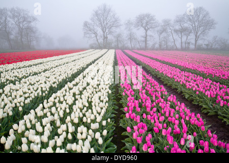 Rosso, bianco e rosa tulipani in fila su di un campo in una nebbiosa mattina Foto Stock