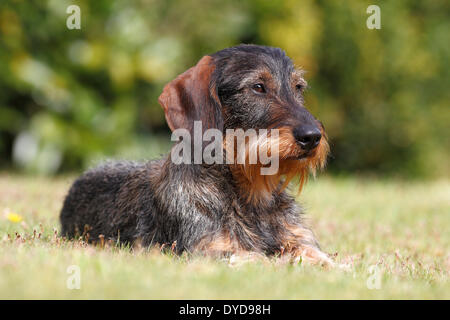 Wire-haired bassotto, maschio giacente in erba, Germania Foto Stock