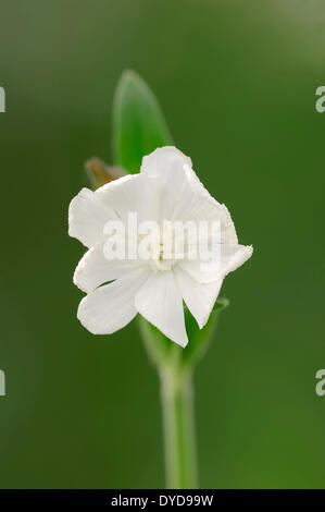 White Campion (Silene latifolia, Melandrium album), fiore, Renania settentrionale-Vestfalia, Germania Foto Stock