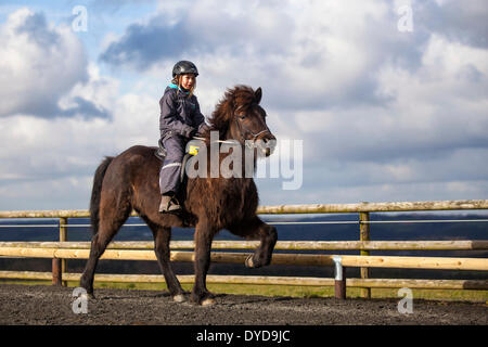 Ragazza in sella di un cavallo islandese in un tölt gait, Salisburgo, Austria Foto Stock