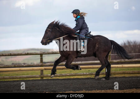 Ragazza in sella di un cavallo islandese in un galoppo, Salisburgo, Austria Foto Stock