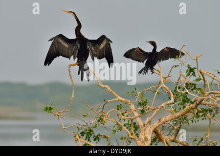 Oriental Darter o indiani Darter (Anhinga melanogaster) e un po' di cormorano (Phalacrocorax niger), Bundala National Park Foto Stock