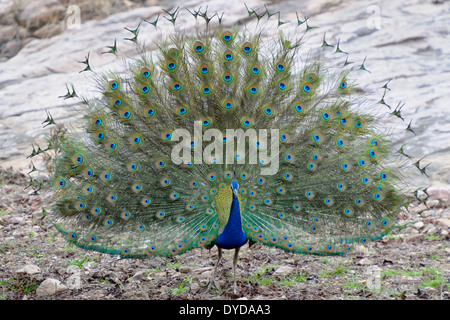 Indian peafowl visualizzando le sue piume di corteggiamento. Foto Stock