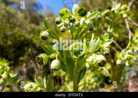 Helleborus foetidus, l'elleboro puzzolente, dungwort, portano il piede, verde e viola fiori di primavera Foto Stock