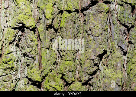 Corteccia di albero, Pear Tree (Pyrus communis), Baden-Württemberg, Germania Foto Stock