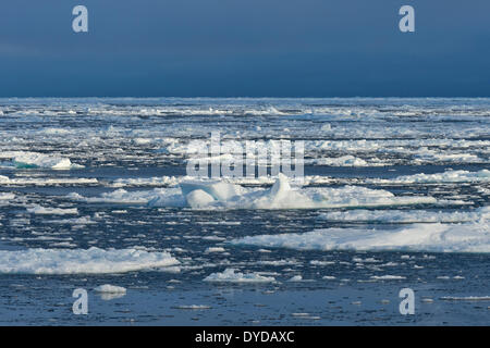 Ice floes, bordo del pack-ghiaccio, Oceano Artico, isola Spitsbergen, arcipelago delle Svalbard Isole Svalbard e Jan Mayen, Norvegia Foto Stock