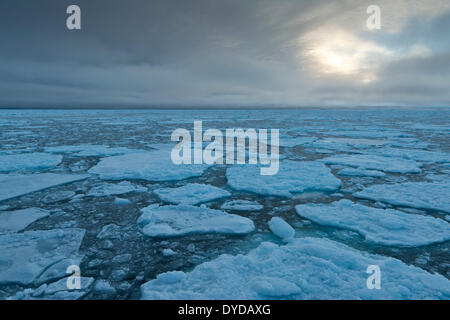 Ice floes, bordo del pack-ghiaccio, Oceano Artico, isola Spitsbergen, arcipelago delle Svalbard Isole Svalbard e Jan Mayen, Norvegia Foto Stock