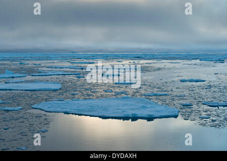 Ice floes, bordo del pack-ghiaccio, Oceano Artico, isola Spitsbergen, arcipelago delle Svalbard Isole Svalbard e Jan Mayen, Norvegia Foto Stock