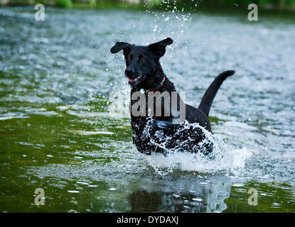 Rottweiler nero incroci in esecuzione in acqua, Germania Foto Stock