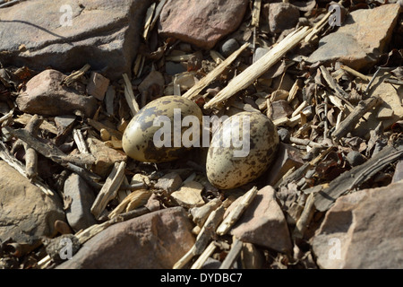 Grande thick-ginocchio (Esacus recurvirostris) nido con due uova camuffato. Foto Stock