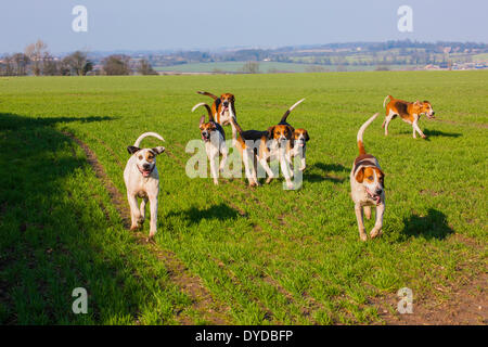 Pack di foxhounds in esecuzione in un campo. Foto Stock