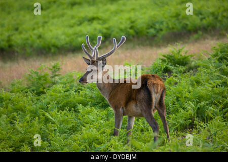 Red Deer con il velluto sui palchi in Glenfield Lodge Park nel Leicestershire. Foto Stock