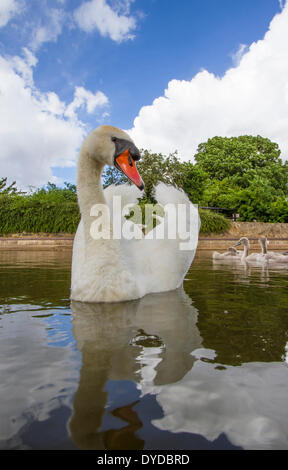 Un cigno maschio e cygnets su un canale. Foto Stock