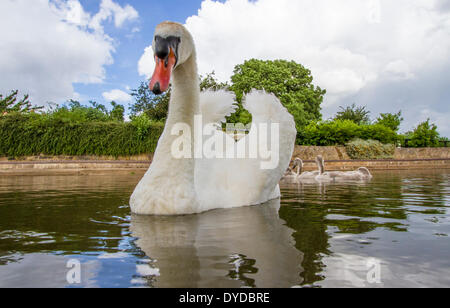 Un cigno maschio e cygnets su un canale. Foto Stock