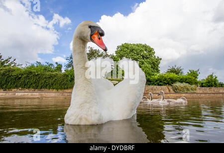 Un cigno maschio e cygnets su un canale. Foto Stock