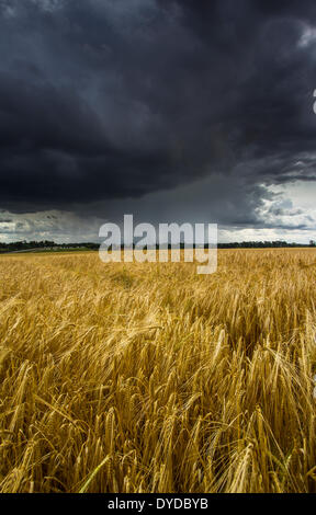 Un campo di orzo con un temporale estivo di avvicinamento. Foto Stock