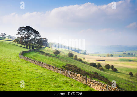 Nebbie autunnali sulla laminazione di Derbyshire campagna nei pressi di Bakewell. Foto Stock