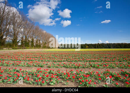 Campi di Tulipani a Narborough vicino a Swaffham in campagna di Norfolk. Foto Stock