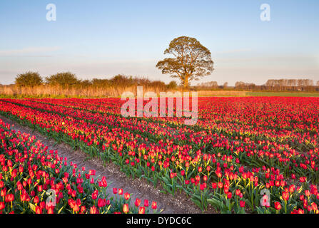 Campi di Tulipani a Narborough vicino a Swaffham in campagna di Norfolk. Foto Stock