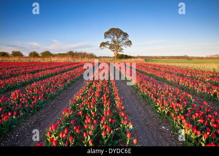 Campi di Tulipani a Narborough vicino a Swaffham in campagna di Norfolk. Foto Stock