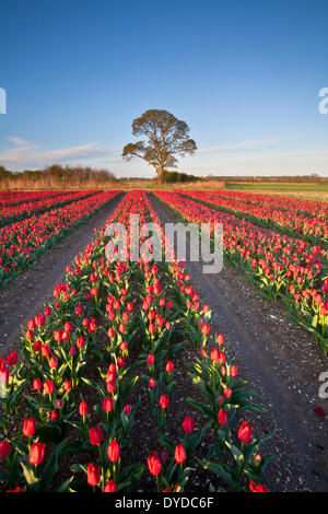 Campi di Tulipani a Narborough vicino a Swaffham in campagna di Norfolk. Foto Stock