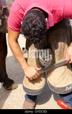 Un maniscalco trimming di un cavalli zoccolo. Foto Stock