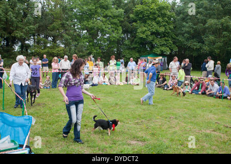 Un cane mostra ad una fiera locale in Norfolk. Foto Stock