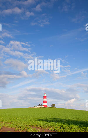 Happisburgh lighthouse circondato da un campo di barbabietole da zucchero su una sera d'estate. Foto Stock