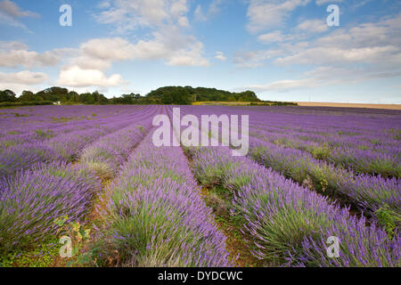 Un campo di lavanda a Heachem in Norfolk. Foto Stock