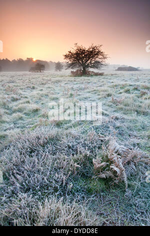 Sunrise over Brettenham Heath in un freddo gelido mattina sul bordo di Thetford Forest. Foto Stock