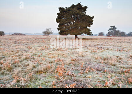 Sunrise over Brettenham Heath in un freddo gelido mattina sul bordo di Thetford Forest. Foto Stock