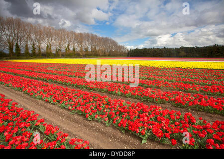 Tulip fields at Narborough near Swaffham in the Norfolk countryside. Foto Stock