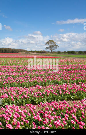 Campi di Tulipani a Narborough vicino a Swaffham in campagna di Norfolk. Foto Stock