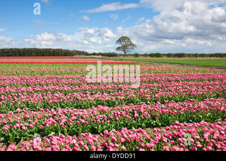 Tulip fields at Narborough near Swaffham in the Norfolk countryside. Foto Stock