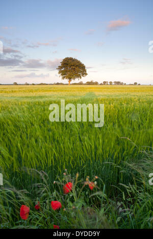 Un campo di orzo in campagna di Norfolk vicino al villaggio di Potter Heigham. Foto Stock