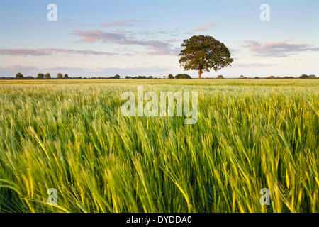 Un campo di orzo in campagna di Norfolk vicino al villaggio di Potter Heigham. Foto Stock