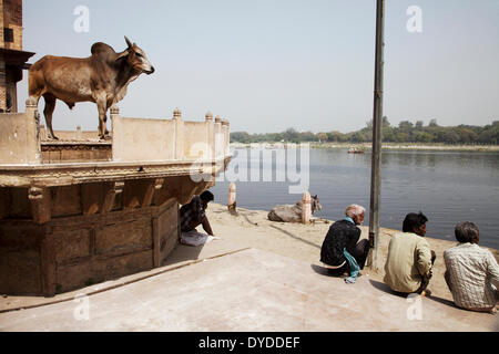 Una mucca in uno dei Mathuras ghats. Foto Stock