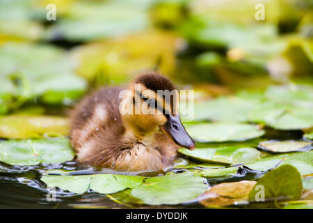 Un germano reale anatroccolo nuoto tra ninfee. Foto Stock