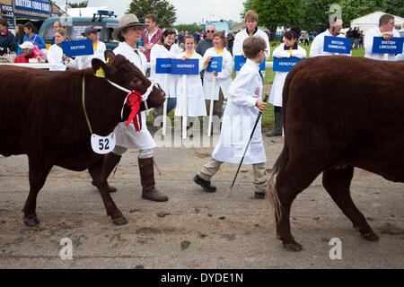 Vincitore del bestiame parade presso il bagno e West show. Foto Stock