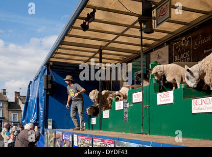 Uomo che parla su varie razze di pecora a Masham ovini fiera. Foto Stock