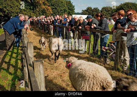 Pecore racing a Masham annuale Fiera di pecora. Foto Stock