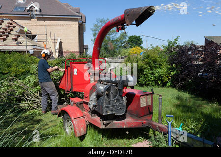 Tree chirurgo utilizzando cippatrice sui rami di abbattere alberi. Foto Stock