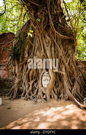 La famosa testa del Budda nelle radici di un albero in Wat Phra Mahthat in Ayutthaya che è l'antica capitale della Thailandia. Foto Stock