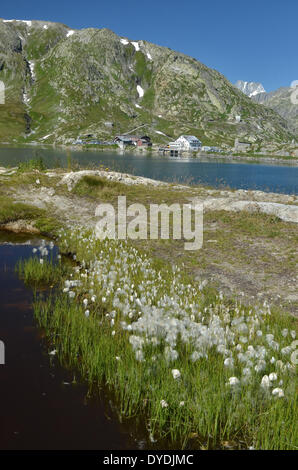 Svizzera Europa svizzera Berna Uri Alpi bernesi grimsel passo del Grimsel grimselpass acqua di lago vista montagne natura estate gr Foto Stock